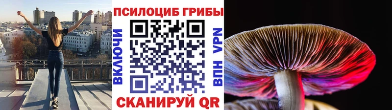 Псилоцибиновые грибы Psilocybine cubensis  Камызяк 